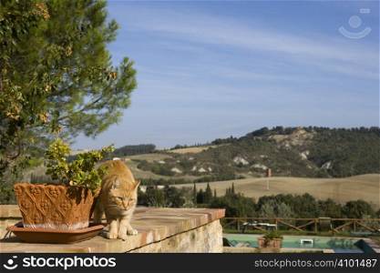 The garden of a luxury country house in the famous Tuscan hills, Italy.