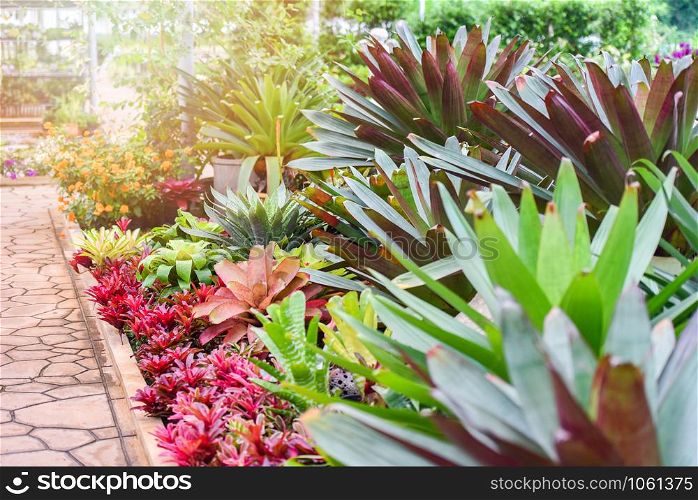 The garden with beautiful green leaves plant of bromeliad flower blooming