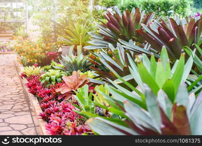 The garden with beautiful green leaves plant of bromeliad flower blooming