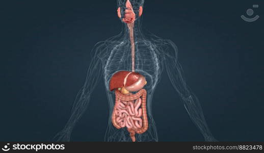 The gastrointestinal system includes the mouth, throat, esophagus, stomach, small intestine, large intestine, rectum, and anus 3D illustration. The gastrointestinal tract is essentially a tube that extends from the mouth to the anus.