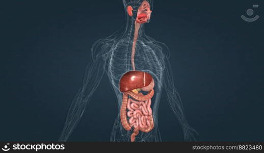 The gastrointestinal system includes the mouth, throat, esophagus, stomach, small intestine, large intestine, rectum, and anus 3D illustration. The gastrointestinal tract is essentially a tube that extends from the mouth to the anus.