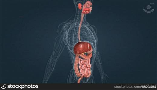 The gastrointestinal system includes the mouth, throat, esophagus, stomach, small intestine, large intestine, rectum, and anus 3D illustration. The gastrointestinal tract is essentially a tube that extends from the mouth to the anus.