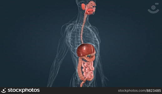 The gastrointestinal system includes the mouth, throat, esophagus, stomach, small intestine, large intestine, rectum, and anus 3D illustration. The gastrointestinal tract is essentially a tube that extends from the mouth to the anus.