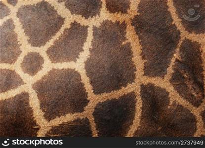The genuine leather skin of giraffe in zoo