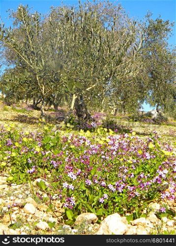 The Gethsemane Garden located is famous as the place where Jesus prayed and his disciples slept the night before his crucifixion Jerusalem Israel.