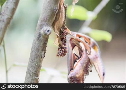 the giant moth atlas, atlas attacus perched on a branch