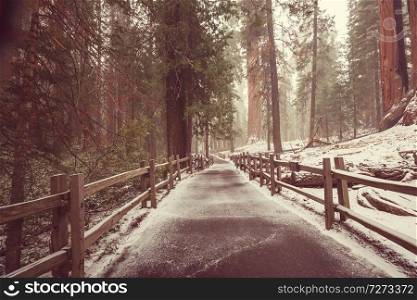 The Giant Sequoia Trees forest covered in snowe