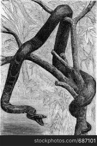 The giant snake, vintage engraved illustration. From Deutch Vogel Teaching in Zoology.
