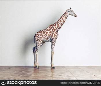 the giraffe baby in in the white room. Photo combination concept