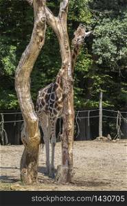 The giraffe eats the remains of bark and branches of a tree