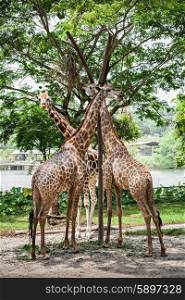 The giraffe (Giraffa camelopardalis) is an African even toed ungulate mammal, the tallest of all extant land living animal species, and the largest ruminant.