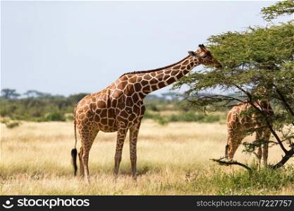 The giraffe group eats the leaves of the acacia trees. A giraffe group eats the leaves of the acacia trees