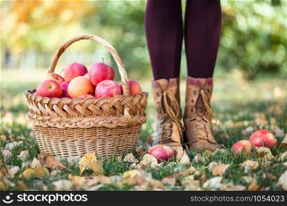 the girl and basket with juicy apples in a in the garden