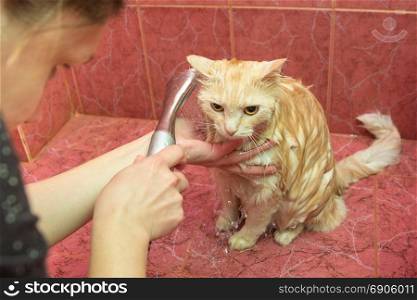 The girl gently flushes the foam from the cat