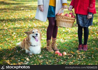 the girl holds basket with juicy apples in a in the garden
