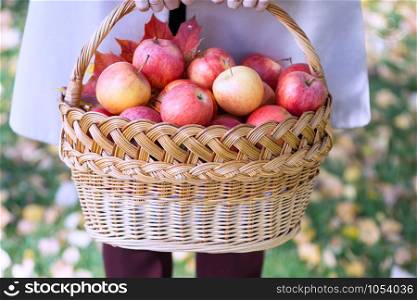 the girl holds basket with juicy apples in a in the garden