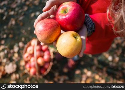 the girl holds juicy apples near basket with apples in a in the garden