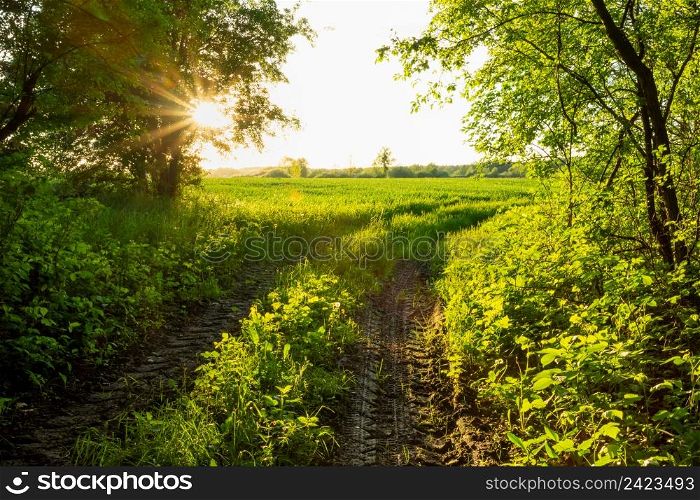 The glow of the sun at the exit of the green forest, Nowiny, Lubelskie, Poland