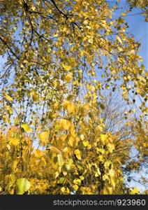 The golden foliage of birches and maples in the autumn season, selective sharpness, a small depth of field.. foliage of birches and maples