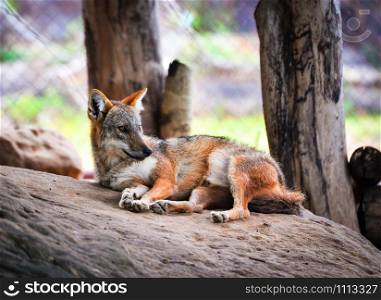The golden jackal sleep dog and lying on the rock / Black backed jackal wildlife