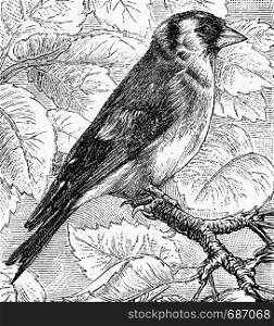 The goldfinch, vintage engraved illustration. From Deutch Vogel Teaching in Zoology.
