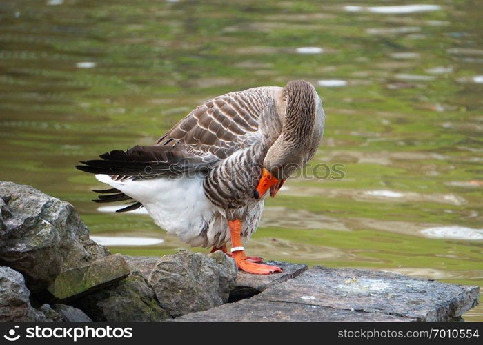 the goose duck in the lake in the park                               