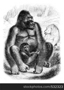 The Gorilla, vintage engraved illustration. Magasin Pittoresque 1852.