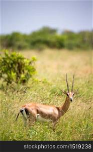The Grant gazelle walks between tall grass. A Grant gazelle walks between tall grass
