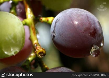 the grape colourful close-up image