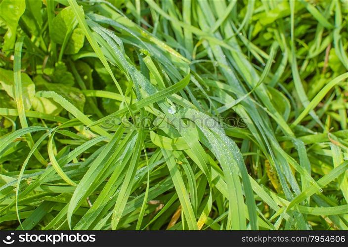 the grass,dew,decrease