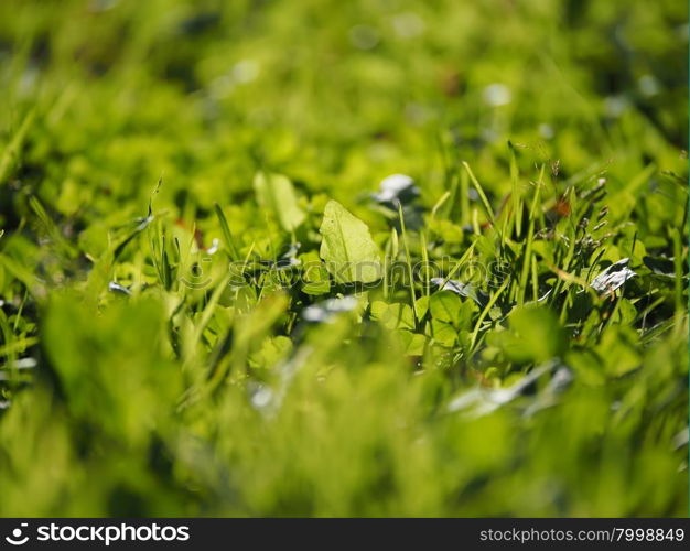 the grass in the forest