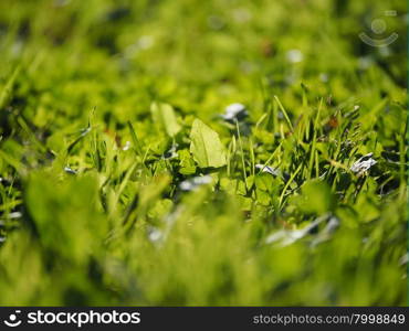 the grass in the forest