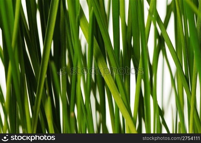 The grass is isolated. Fresh green vegetation isolated on a white background