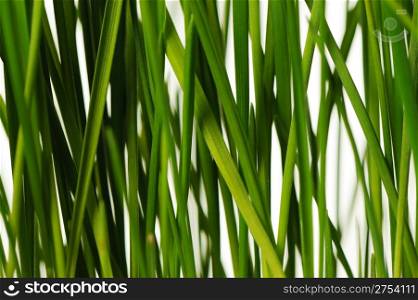 The grass is isolated. Fresh green vegetation isolated on a white background