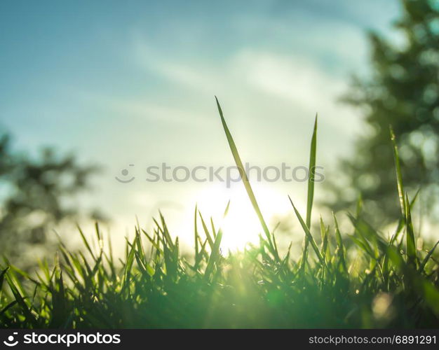 The grass is shining under the morning sun light