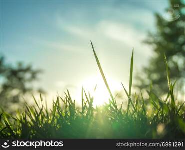 The grass is shining under the morning sun light