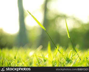 The grass is shining under the morning sun light
