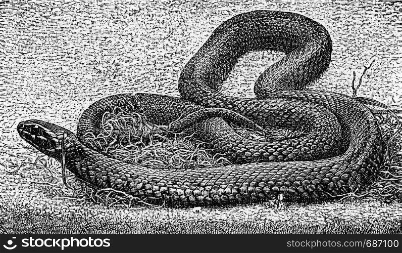 The grass snake, vintage engraved illustration. From Deutch Vogel Teaching in Zoology.