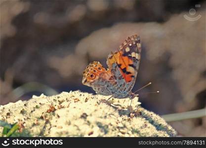 The Gray Pansy or Grey Pansy, Junonia atlites is a species of nymphalid butterfly found in South Asia.