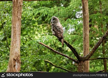the great grey owl or great gray owl, Strix nebulosa, documented as the world&rsquo;s largest species of owl by length , it is shown here perched on a post in an unusual pose