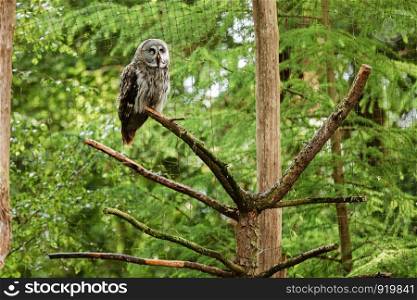 the great grey owl or great gray owl, Strix nebulosa, documented as the world's largest species of owl by length , it is shown here perched on a post in an unusual pose looking back