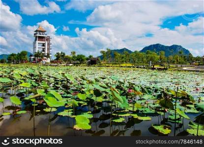 The great lotus flower pond