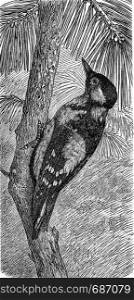 The great spotted woodpecker, vintage engraved illustration. From Deutch Vogel Teaching in Zoology.