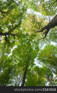 The green beeches trees top