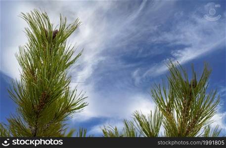 The green cedar branches against the blue sky. Kamchatka Peninsula. green cedar branches against the blue sky. Kamchatka Peninsula