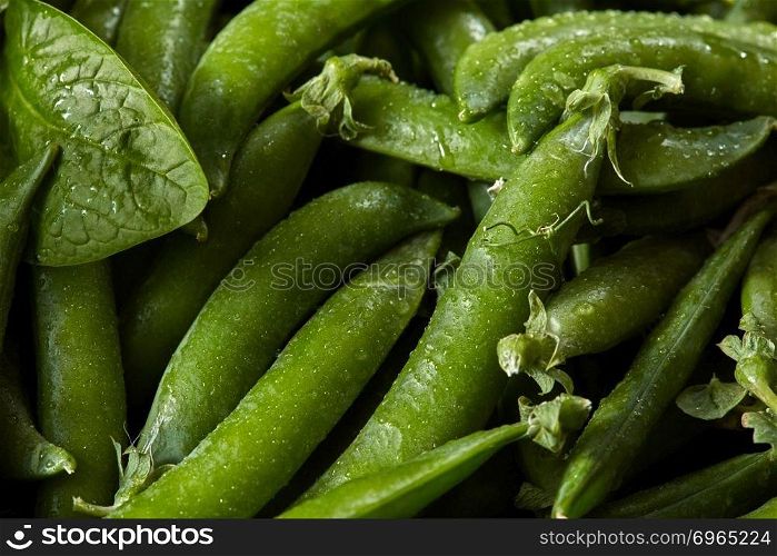 The green close-up natural vegetable background with pods of peas. leaf of spinach. Natural organic detox food concept.. Organic green pods of young green peas and leaves of spinach with water drops close-up.