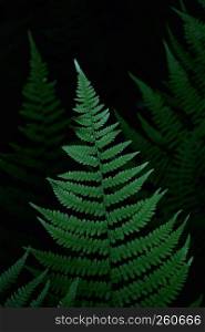 the green fern leaf in the nature