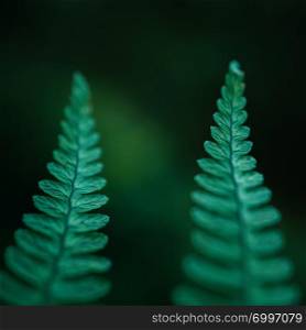 the green fern plant leaves texture