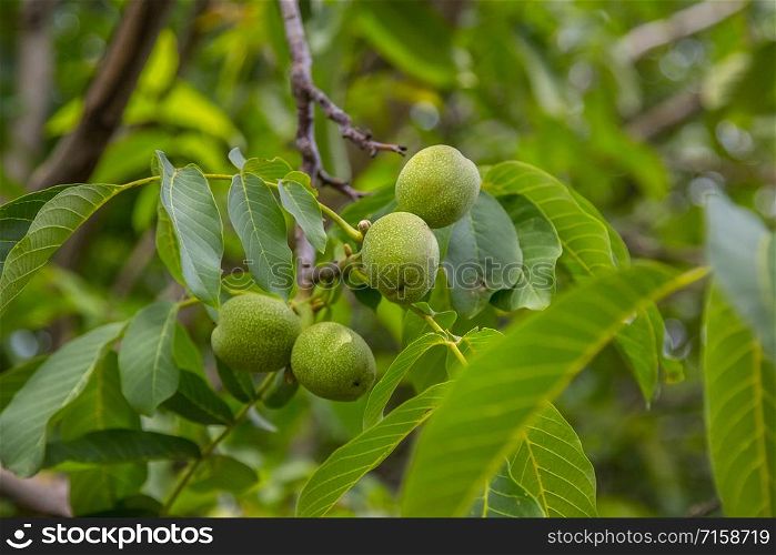 The green fruits of the Manchurian nut grow on a branch surrounded by green foliage, a bunch of fruits on a photo, a sunny day.. The green fruits of the Manchurian nut grow on a branch surrounded by green foliage, a bunch of fruits on a photo,