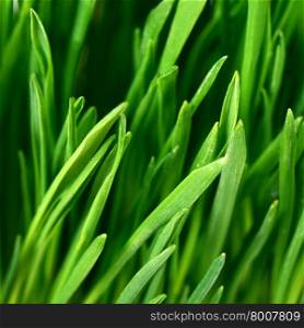 The green grass as a background close-up